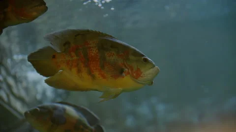 Fish in aquarium in 4K. Stock Footage 221556778