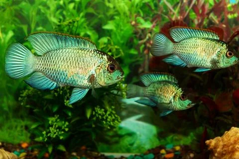Fish in an aquarium among algae, shells, stones. Aquarium fish Foto stock