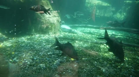 Fish in an aquarium, background. Vídeos de archivo 65789375