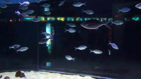 Fish In Aquarium Barcelona 2 Stock Footage 70354341