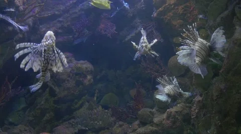 Fish in the aquarium in Barcelona Stock Footage 68341053