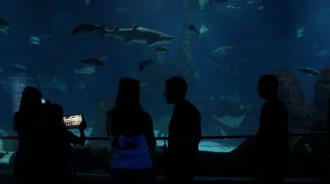 Fish in the aquarium in Barcelona Vídeo Stock 68341058