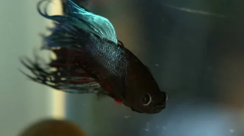 Betta Fish Videos 