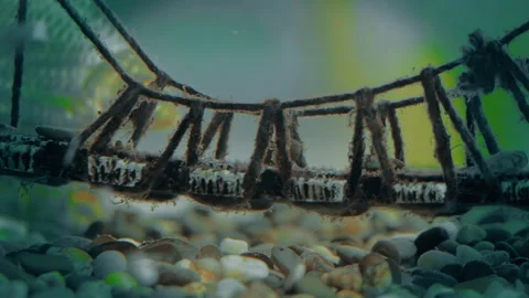 Fish in the aquarium close-up Stock Footage 105065352