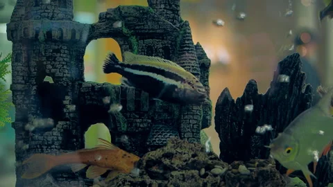 Fish in the aquarium close-up Stock Footage 105141520