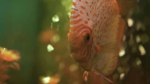 Fish In The Aquarium Is Close. Vídeos de archivo 108226694