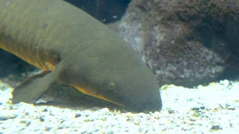 Fish in the aquarium close-up Stock Footage 238640187