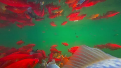 Fish in the aquarium, close up. Stock Footage 261287047
