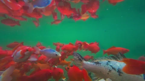Fish in the aquarium, close up. Stock Footage 261287705