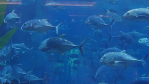 Fish in the aquarium. Dubai. Stock Footage 86342208