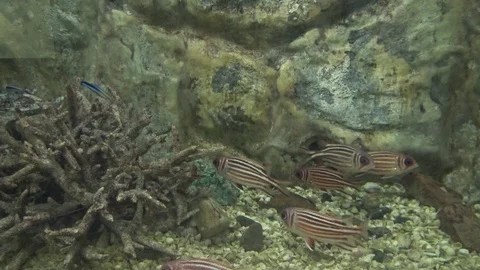 Fish in aquarium for edication. Stock Footage 90848298