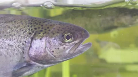 A fish in an aquarium, featuring distinctive spots and vibrant color's Stock Footage 301916889