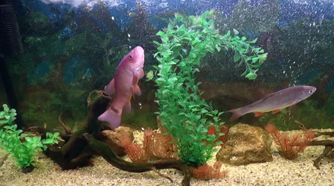 Fish, aquarium fish Видео 43809169