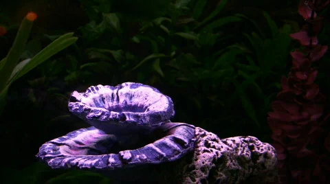 Fish in Aquarium Stock Footage 70188