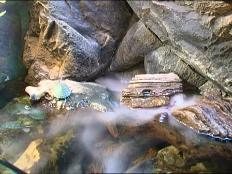  fish in aquarium Vídeos de archivo 661640