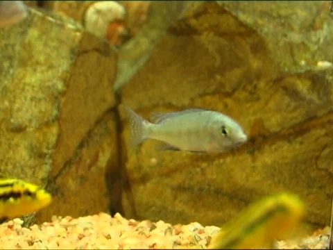  fish in aquarium Video stock 661643