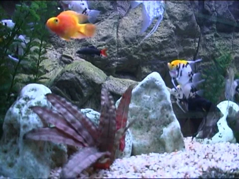  fish in aquarium Stock Footage 661649