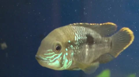 Fish in aquarium Stockbeeldmateriaal 2502329