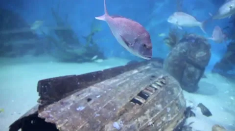 Fish Aquarium Video stock 3669331