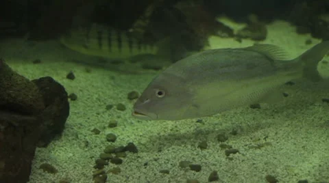 Fish in Aquarium Stock Footage 7766853
