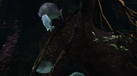 Fish at aquarium Stock Footage 7785564