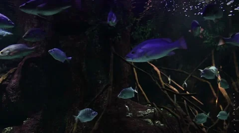 Fish at aquarium Stock Footage 7794930