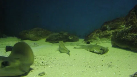 Fish in aquarium Stockbeeldmateriaal 8525279