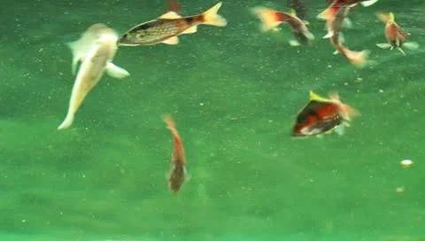 Fish in the aquarium Stock Footage 11269609