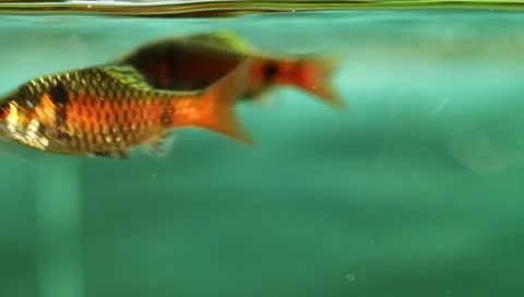 Fish in the aquarium Stock Footage 11269669