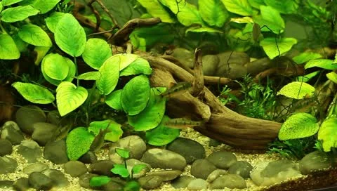 Fish in the aquarium Stock Footage 11269670