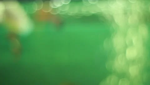 Fish in the aquarium 스톡 동영상 11269671