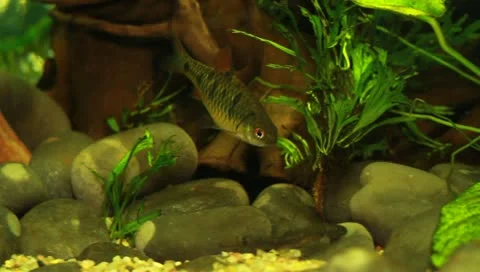 Fish in the aquarium Stock Footage 11269672