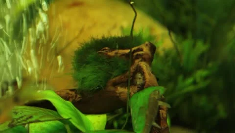 Fish in the aquarium Stock Footage 11269673