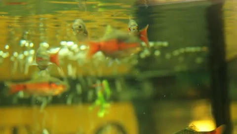 Fish in the aquarium Stock Footage 11269675