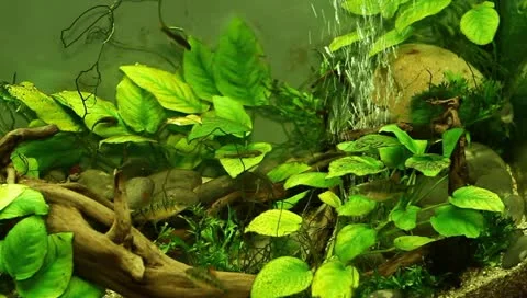 Fish in the aquarium Stock Footage