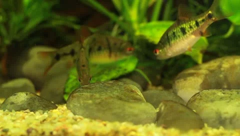 Fish in the aquarium Stock Footage 11269685