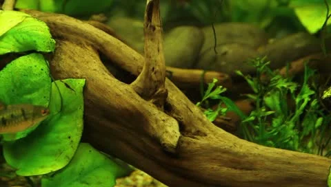 Fish in the aquarium Stock Footage 11269686