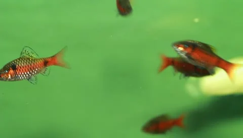 Fish in the aquarium Stock Footage 11269699