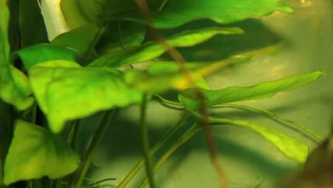 Fish in the aquarium Stock Footage 11269704