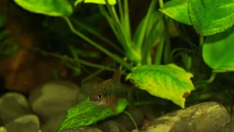 Fish in the aquarium Stock-Footage 11269756