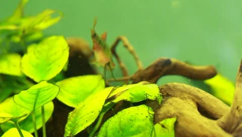 Fish in the aquarium Stock Footage 11269759