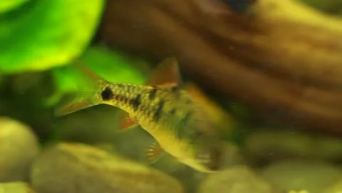 Fish in the aquarium Stock Footage 11269760