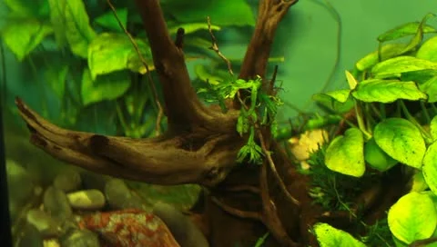 Fish in the aquarium Stock Footage 11269774