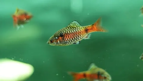 Fish in the aquarium Stock Footage 11269824