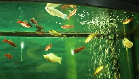 Fish in the aquarium Stock Footage 11269833