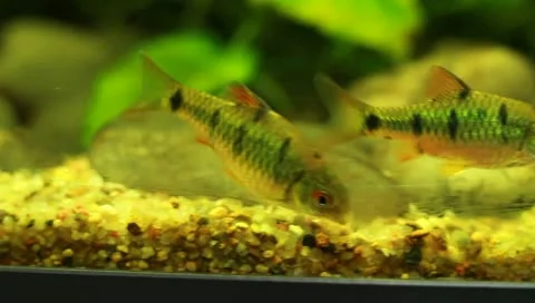 Fish in the aquarium Stock Footage 11269836