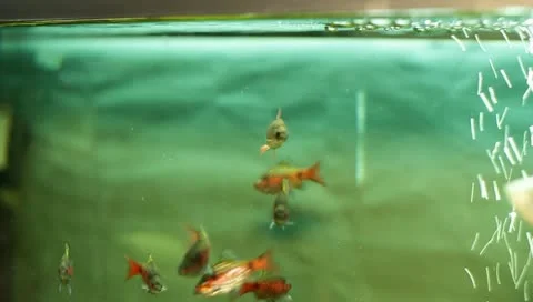 Fish in the aquarium Stock Footage 11269843