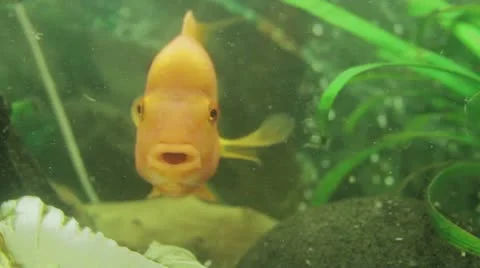 Fish in the aquarium Stock Footage 12725073
