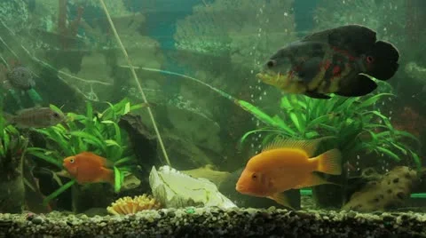 Fish in the aquarium Stock Footage 17541267