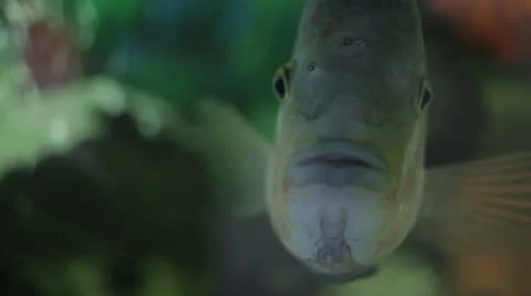 Fish in aquarium Stock Footage 23010510